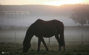 calendrier cheval 2010 avril